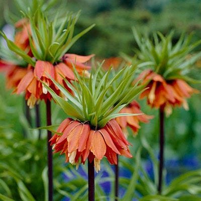  Red Crown Imperial