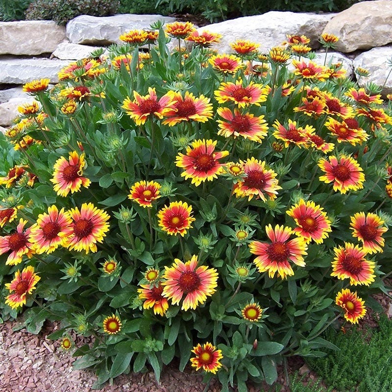  Arizona Sun Gaillardia