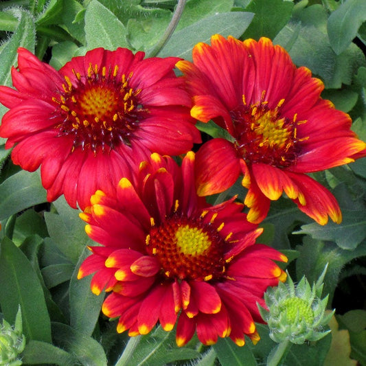  Arizona Red Shades Gaillardia