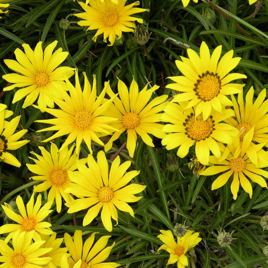  Colorado Gold® Gazania