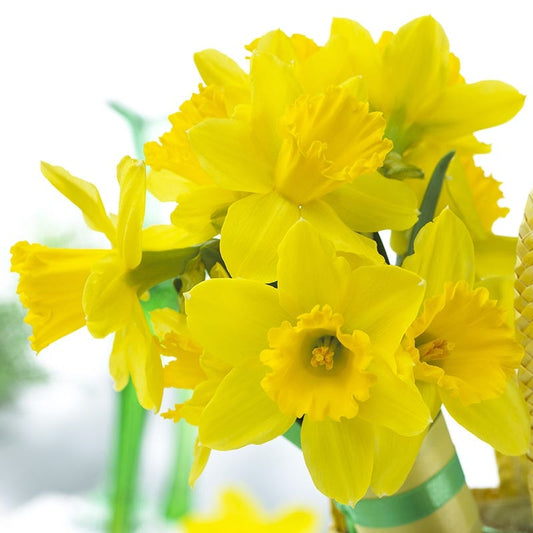  Gigantic Star Large Cupped Daffodil