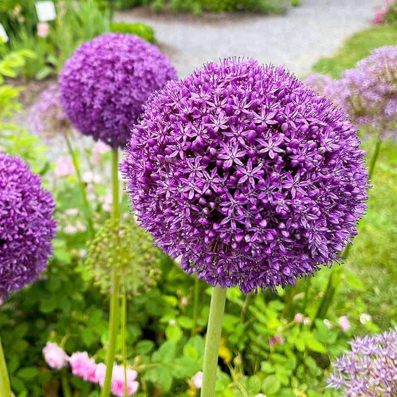  Gladiator Allium