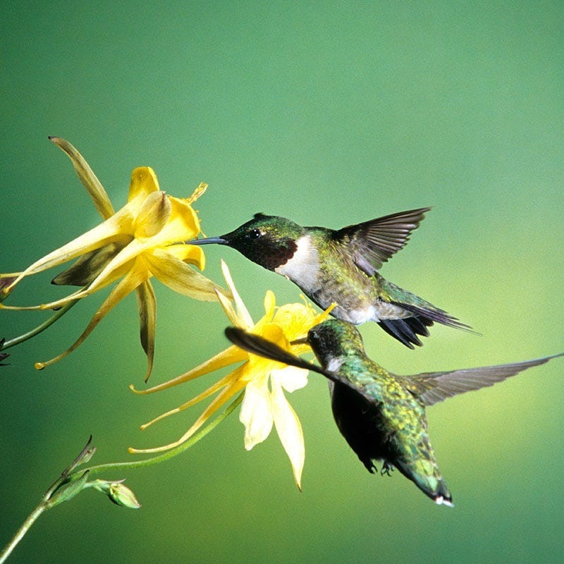  Golden Spur Columbine