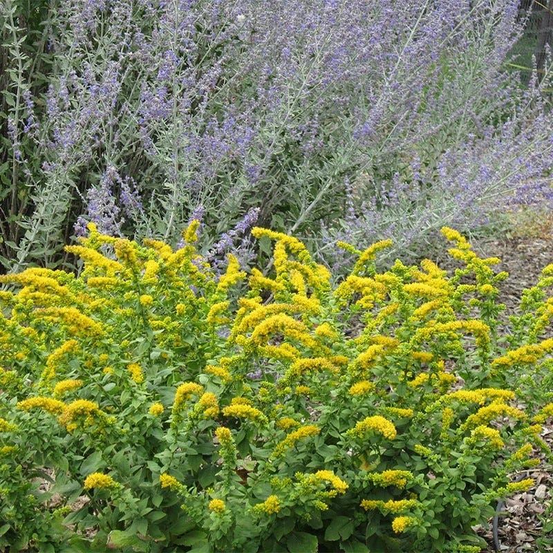  Autumn Magic Pollinator Collection