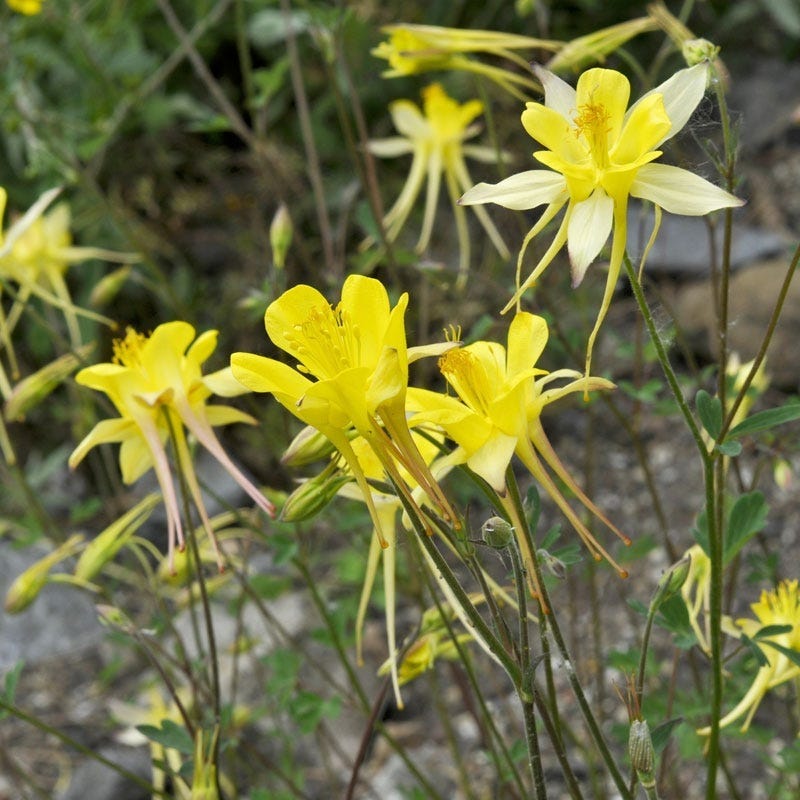  Golden Spur Columbine
