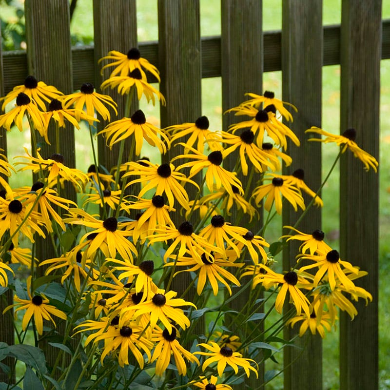  Goldsturm Black Eyed Susan