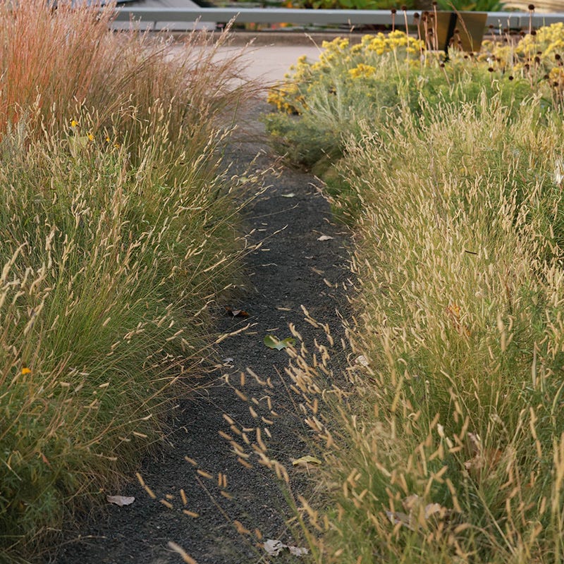  Grama Grass Collection