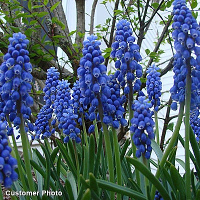  Grape Hyacinth