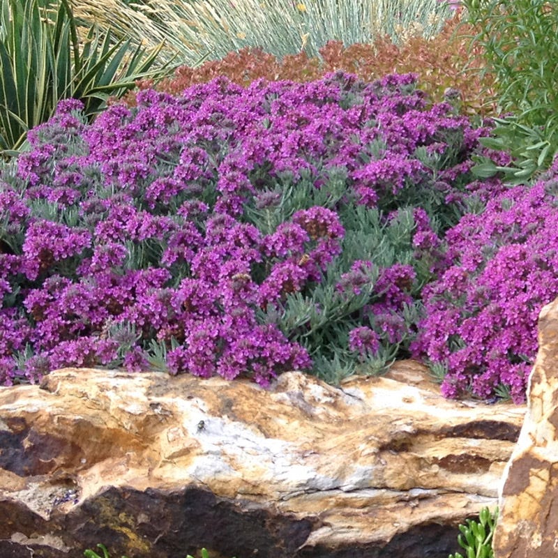 Drought Resistant Groundcover Collection
