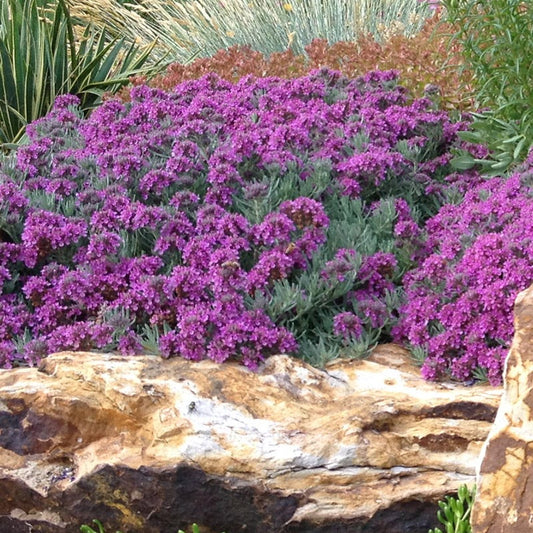  Drought Resistant Groundcover Collection