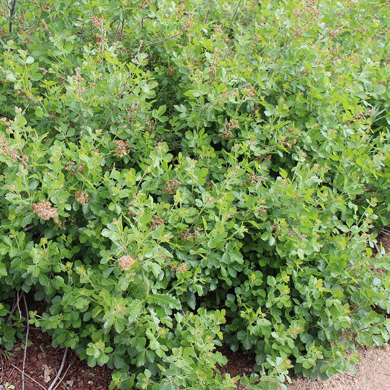  Gro-Low Sumac (Rhus)