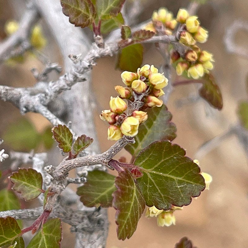  Gro-Low Sumac (Rhus)