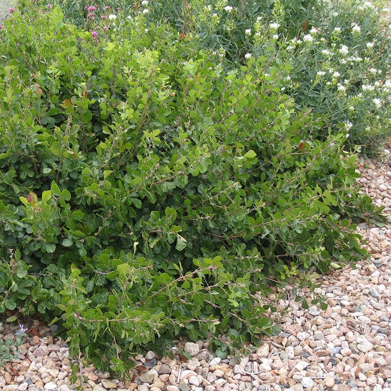  Gro-Low Sumac (Rhus)