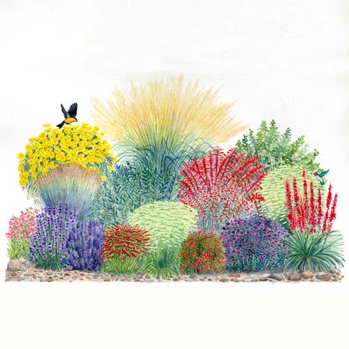  Habitat Hero Birdwatcher Pre-Planned Garden