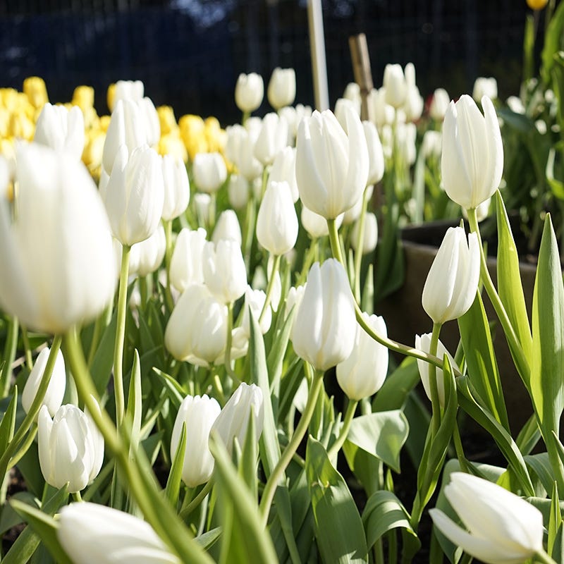  Hakuun Darwin Tulip