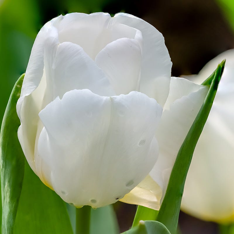  Hakuun Darwin Tulip