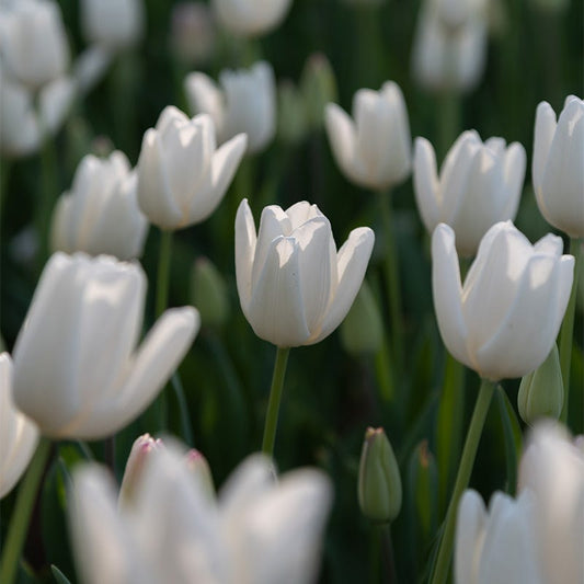  Hakuun Darwin Tulip