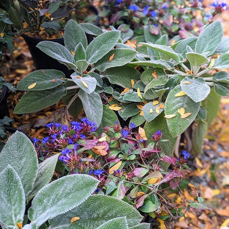  Dry Shade Groundcover Collection