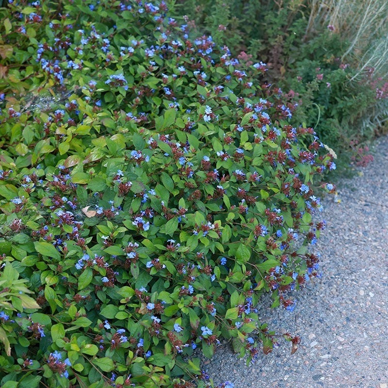 Dry Shade Groundcover Collection