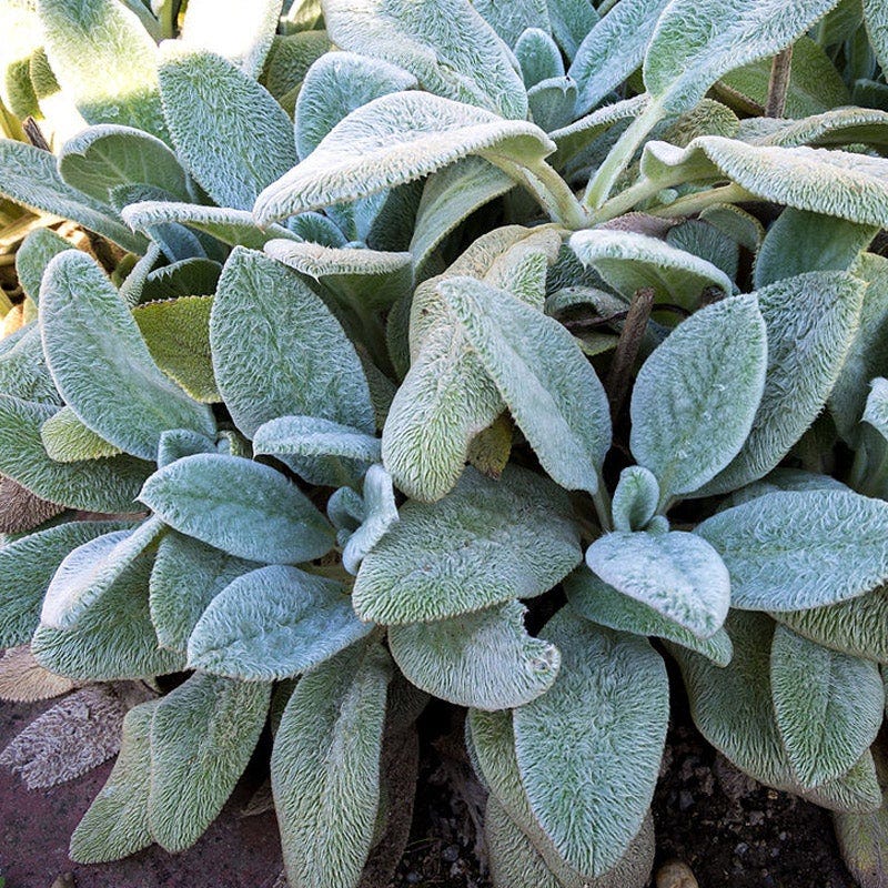  Silver Carpet Lamb's Ear