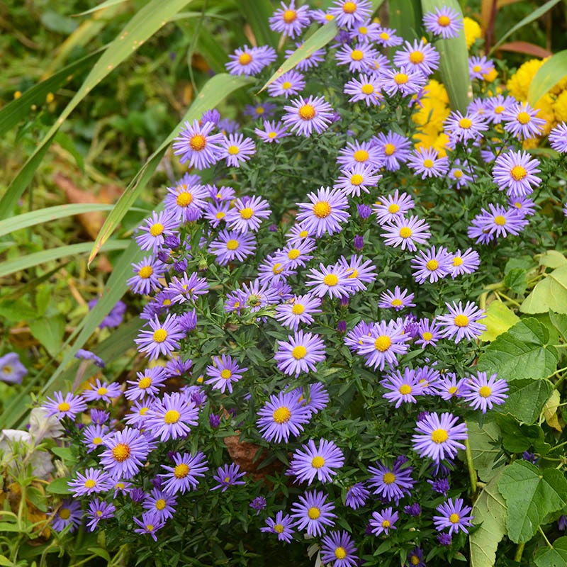  Native Dry Area Wildflower Seed Mix