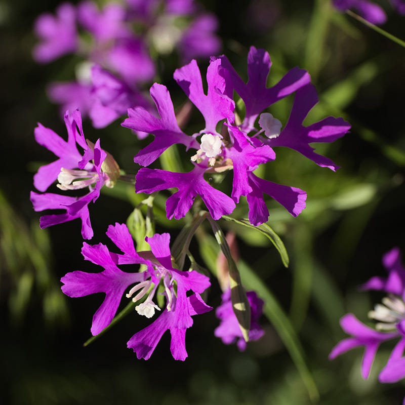  Native Dry Area Wildflower Seed Mix