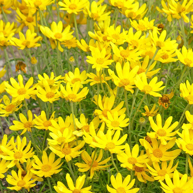  Native Dry Area Wildflower Seed Mix