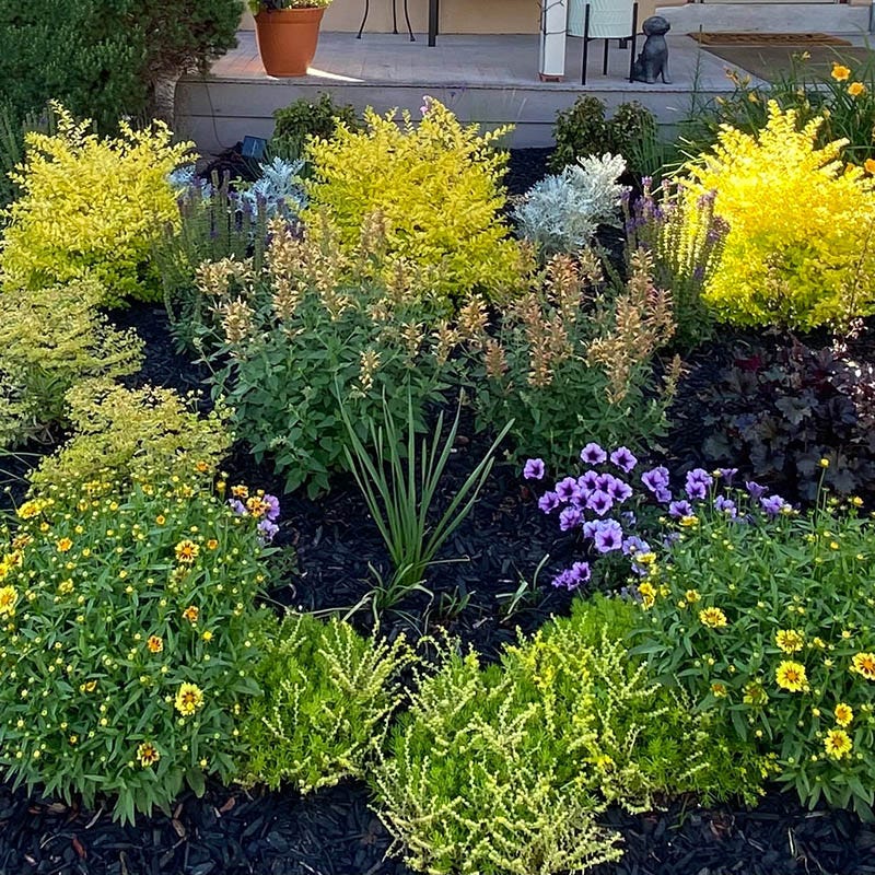  Kudos™ Gold Agastache