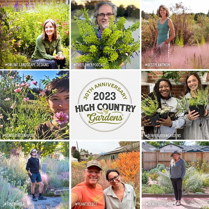  May Night Salvia