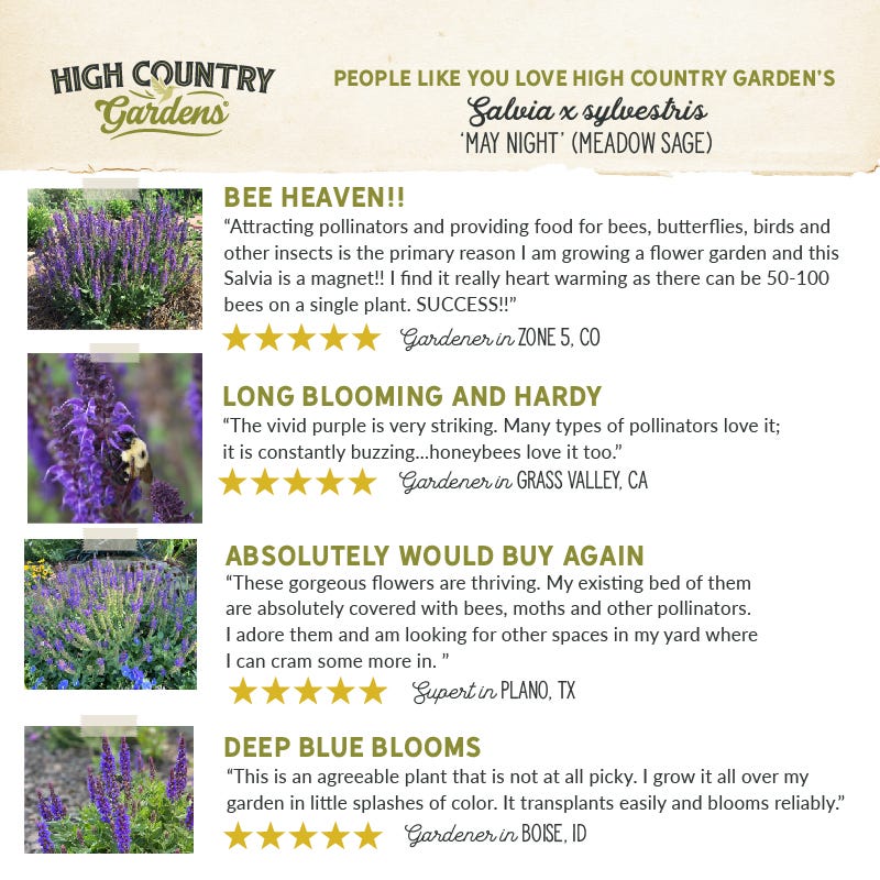  May Night Salvia