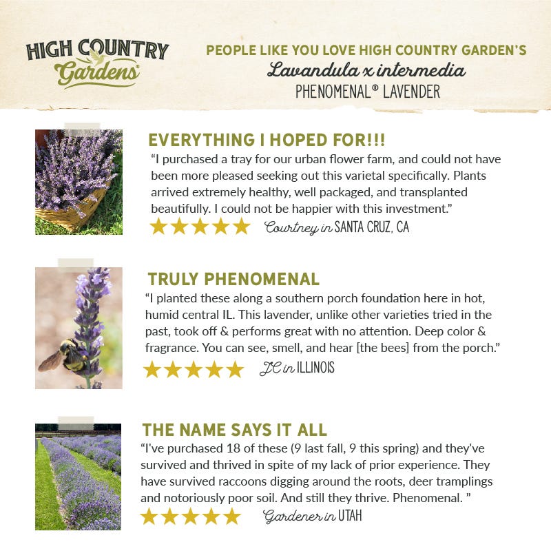  Phenomenal® Lavender