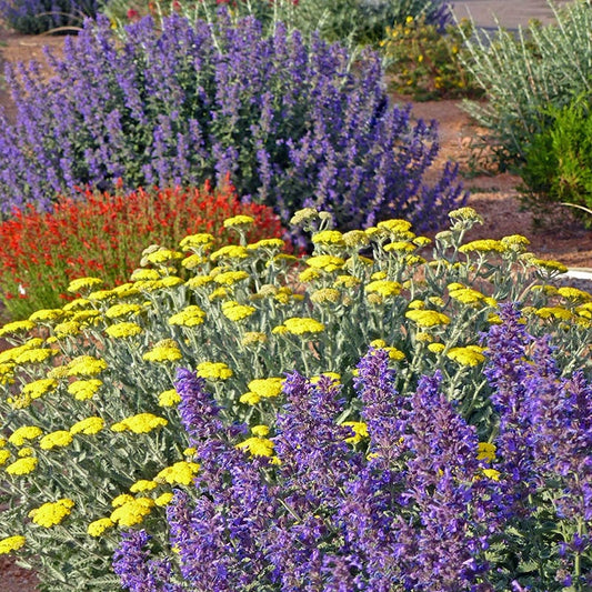  Summer Showstopper Pre-Planned Garden