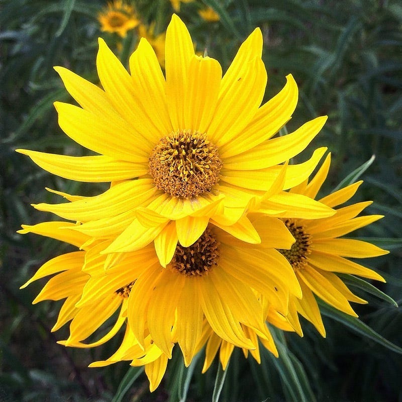  Santa Fe Maximilian's Sunflower (Helianthus)