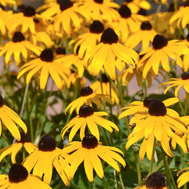 Goldsturm Black Eyed Susan