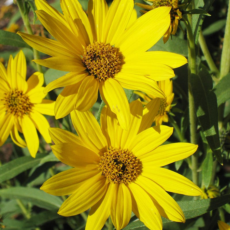  Dakota Sunshine Maximilian's Sunflower (Helianthus)