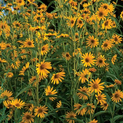  Dakota Sunshine Maximilian's Sunflower (Helianthus)