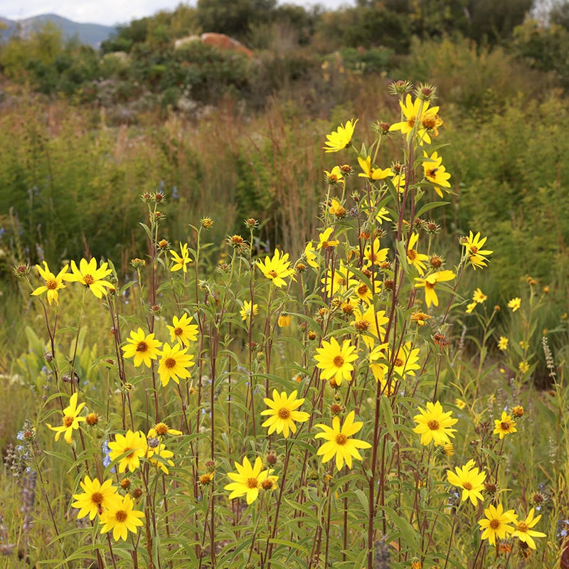  Autumn Magic Pollinator Collection