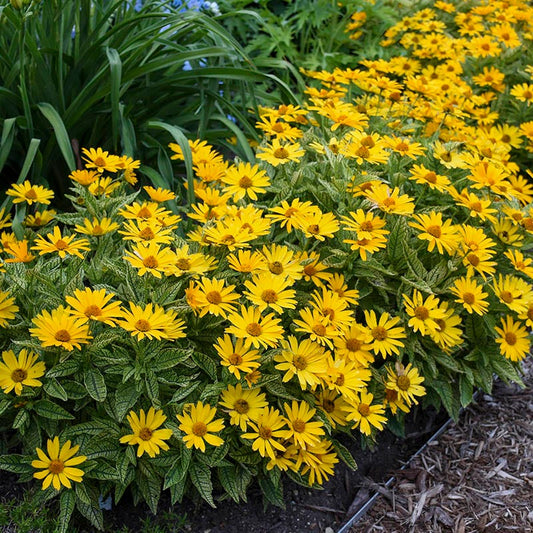  Sunstruck Heliopsis