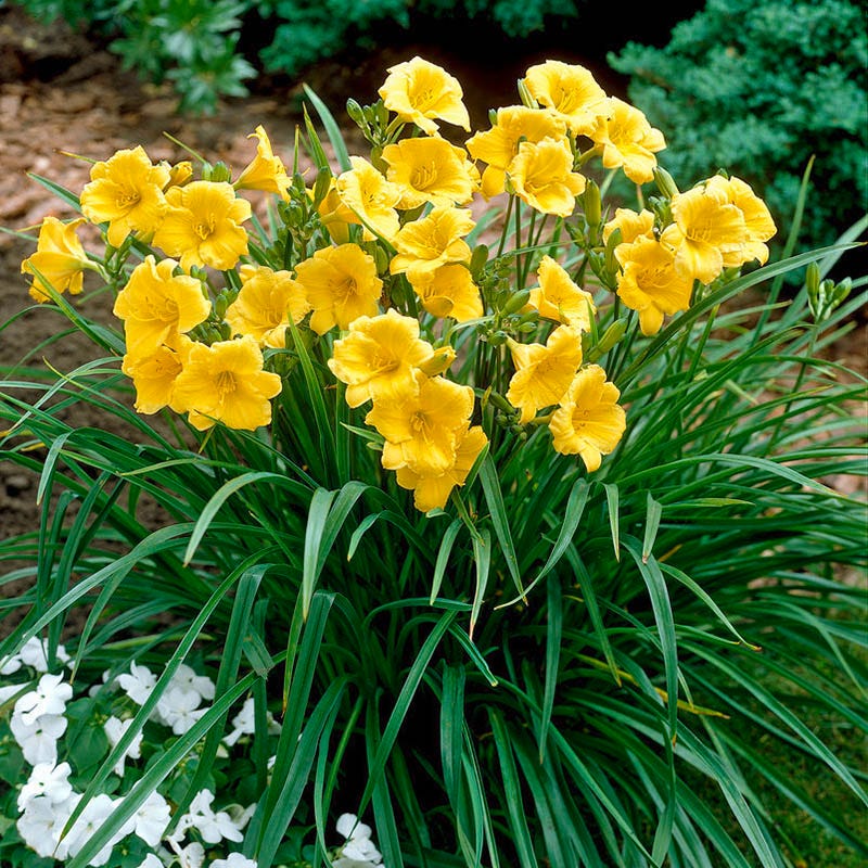  Stella D'Oro Reblooming Daylily