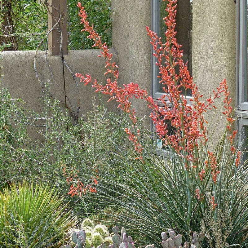  Coral Glow Texas Yucca (Hesperaloe)