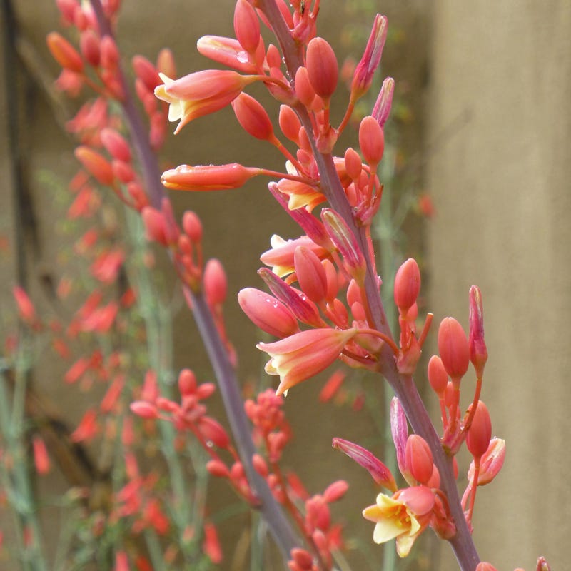  Coral Glow Texas Yucca (Hesperaloe)