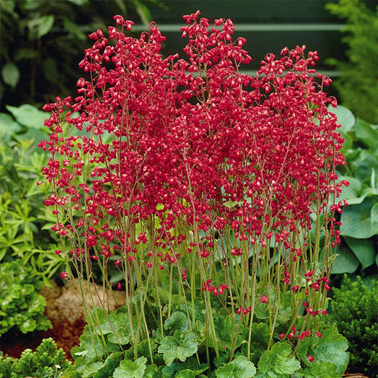 Firefly Coral Bells