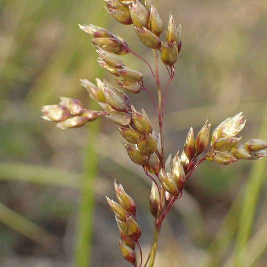  Sweetgrass