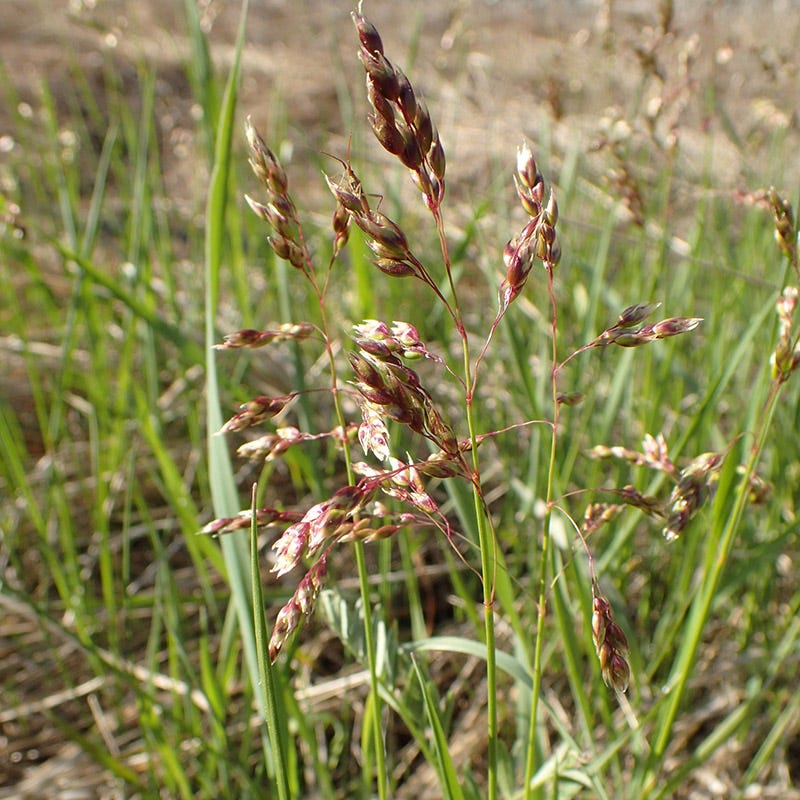  Sweetgrass