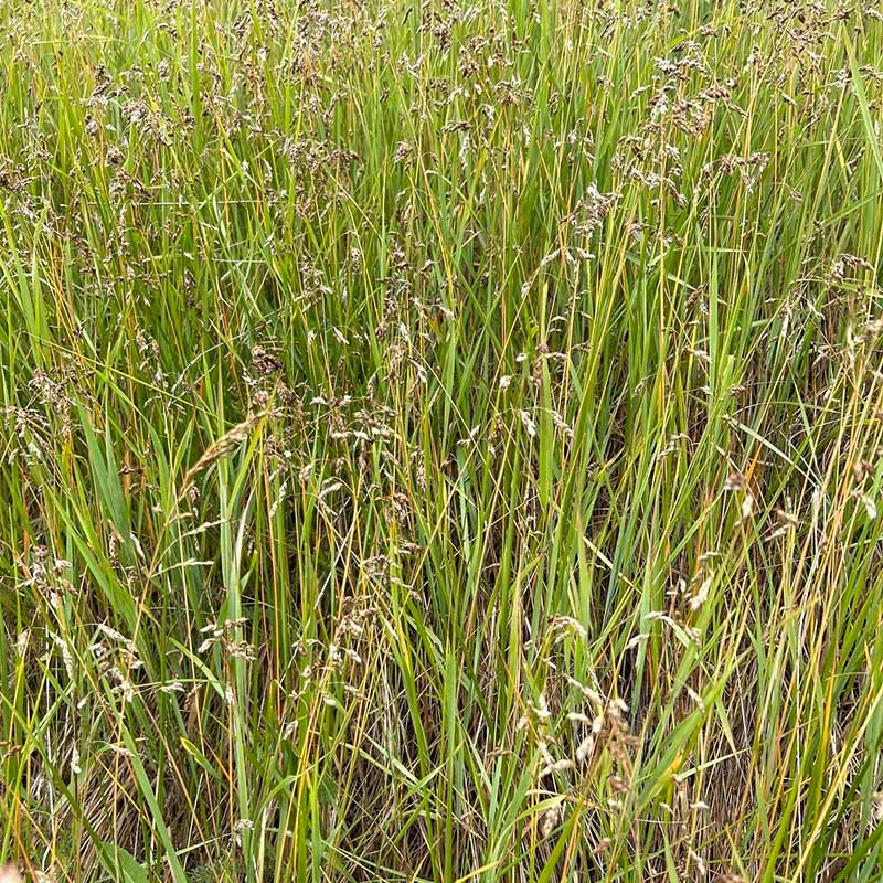  Sweetgrass