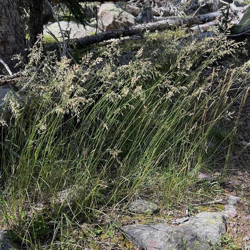  Sweetgrass