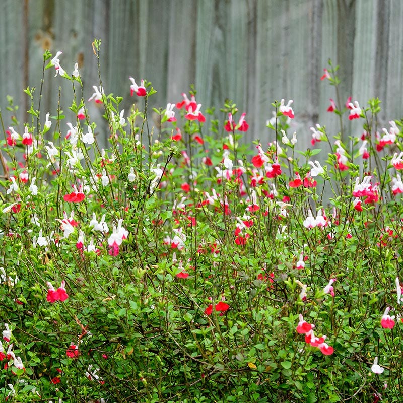  Hot Lips Salvia