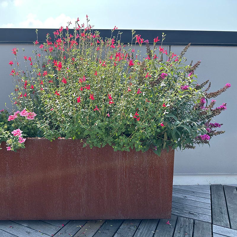  Hot Lips Salvia