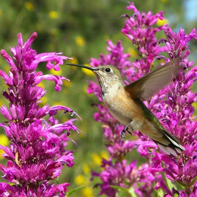  Hummingbird Attracting Collection For The West
