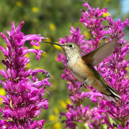  Hummingbird Attracting Collection For The West